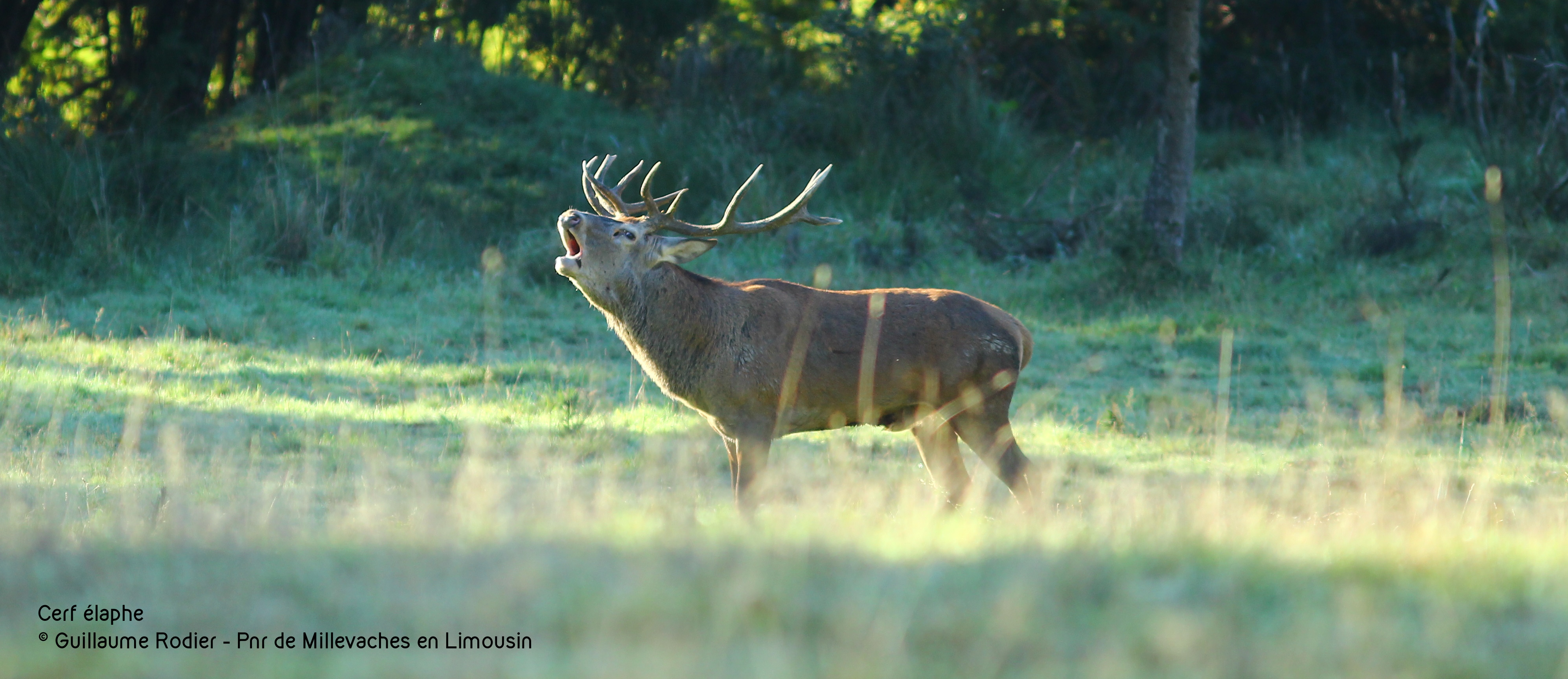 Atlas de la biodiversité du Parc naturel régional de Millevaches en Limousin